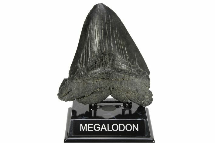 Huge, Fossil Megalodon Tooth - South Carolina #226644